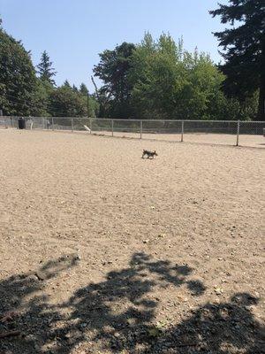 Burien Toyota And Chevrolet Dog Park