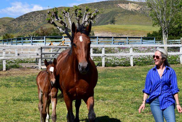 Westerly Stud Farms