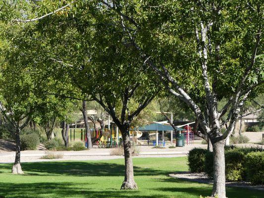 Trees, shade, and playgrounds in Johnson Ranch San Tan Valley, AZ