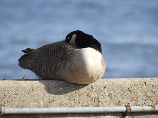 Canada goose