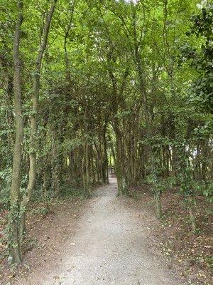 Trees are some of our best teachers in nature.