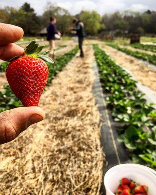 Bountiful Harvest Farms