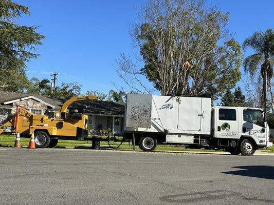 Tree Service