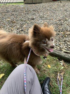 Nola hanging out in backyard with me waiting for our appointment.