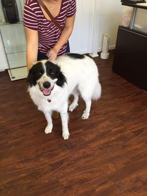 Great Pyrenees