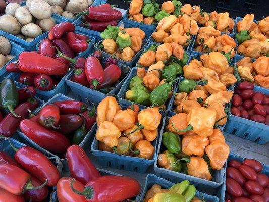 Jalapeños and Habaneros! Hot! 🌶