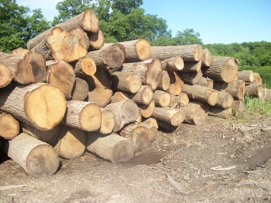 Oak Logs