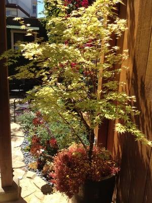 This was one of the highlights of the Noe Valley Garden tour this year.  Red Oxalis with Japanese Maple