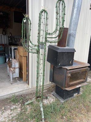 Barb wire cactus