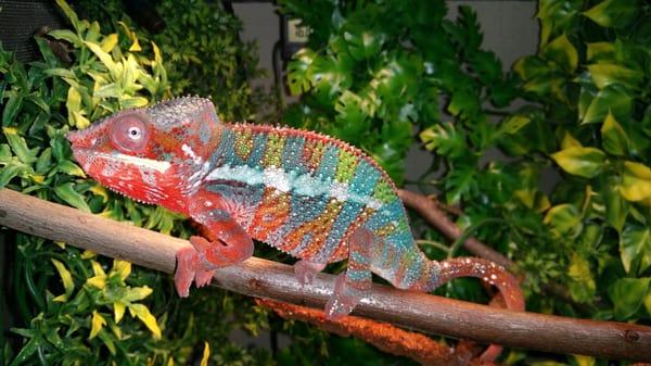 RedWave my 6 month old panther chameleon