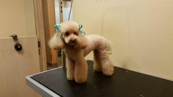 Perfect poodle!