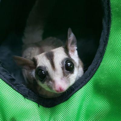 Here's one of the fluffier critters we produce in house, Sugar Gliders.