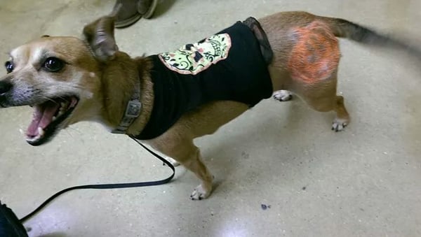 Gabby and her pumpkin stencil! She is all ready for fall!