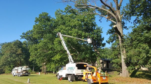 Tree Trimming