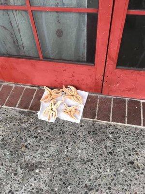 Dead starfish drying out