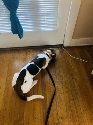 Waiting by the door for his next command before we go for a walk