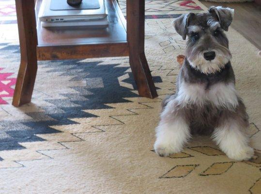 Sadie after her wonderful grooming session at Coature Pet Spa...