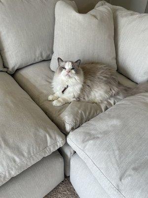 Happiness is a ragdoll cat on a down sectional.