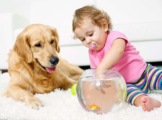 Our carpet cleaning products are safe for your children and pets!