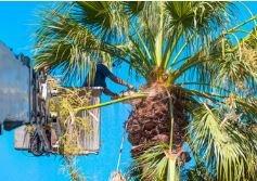 Palm tree trimming, using a man-lift for safety