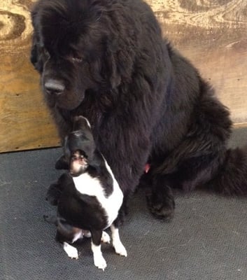 Our Town Kennel - all dogs big and small get along at doggy daycare