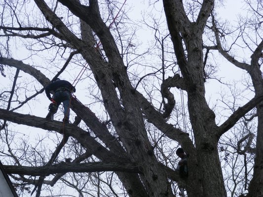 Awesome guys wouldn't call anyone else for our tree service