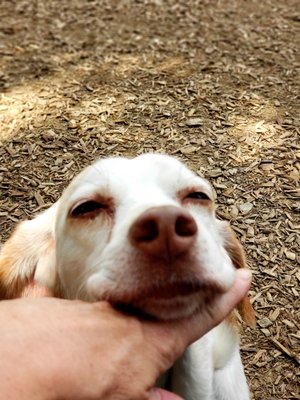 Who doesnt love a smooshy beagle face :)