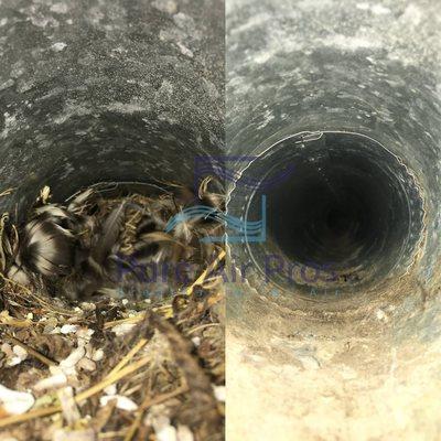 Bird Nest Removal From Dryer Duct