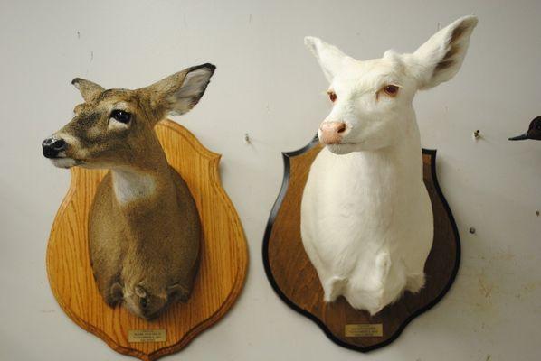 Howard Barnes Taxidermy