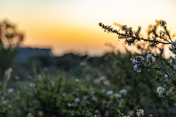 Los Osos Elfin Forest