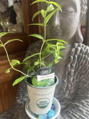 Lemon Verbena plant.