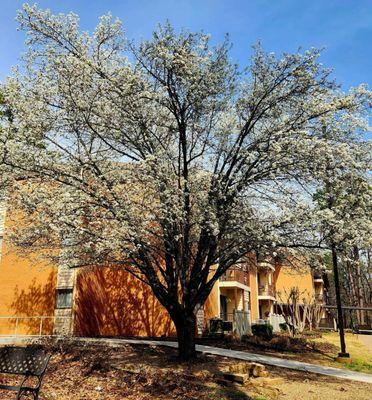 Beautiful spring tree in bloom at the Rhinehart building.