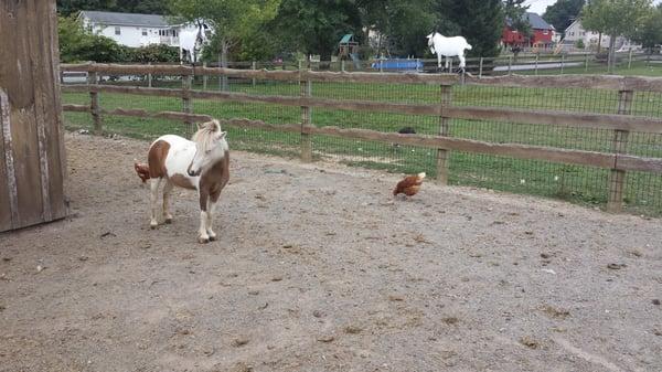 30 Aug2014 - Briar Rose Greenhouse is outstanding.An animal farm bard for the kids.