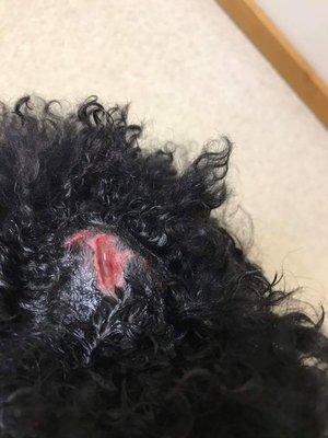 This is the "bump" on his head. Do NOT take your pet here!