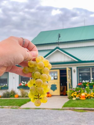 Freshly harvested Riesling grapes in front of our tasting room