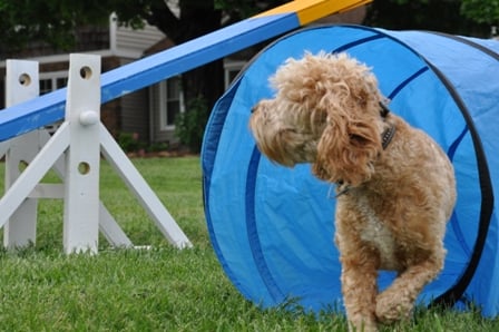 We offer dog agility training as well as a variety of other group classes.