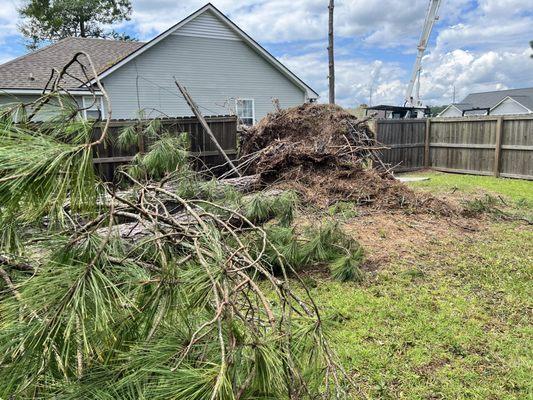 Fallen tree in backyard.