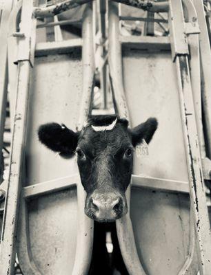 Cow in squeeze chute