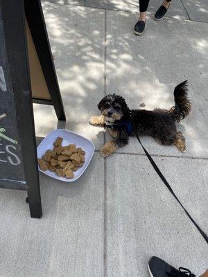 Dog treats on the sidewalk for your pooch to munch on so they don't bother you while you eat!