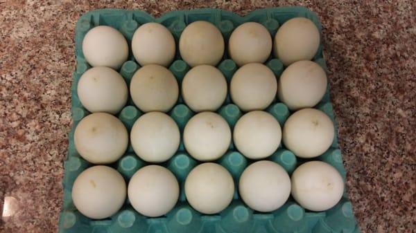 $22.00 for this tray of 14 days of fertilization Duck Balut.