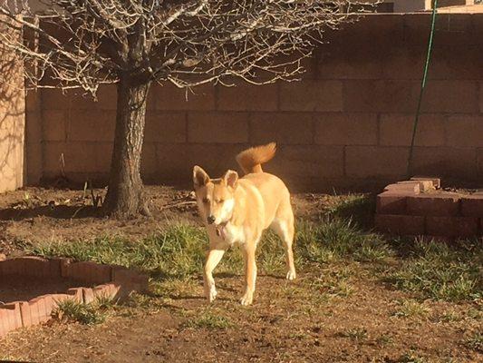 Max went to A Furry Tail in Rio Rancho, NM An amazing place to personalize your pets bathing experience!!