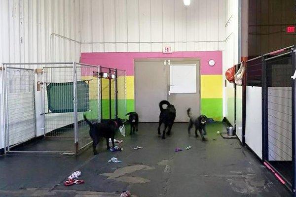 Tail Waggin' Doggy Daycare