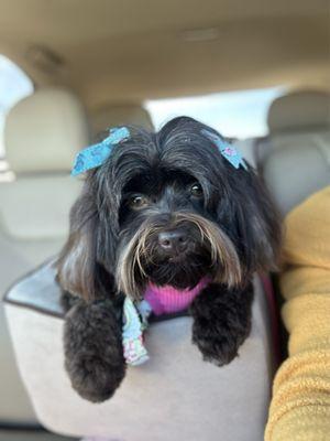 Our little Abby girl beautified by the groomers at Market Common Grooming. Thank you