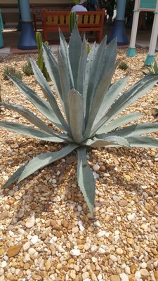 blue agave