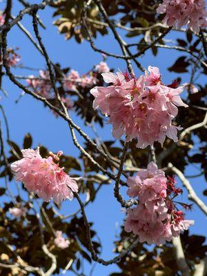 Cherry Blossoms