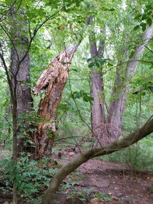 Trail along the CT River