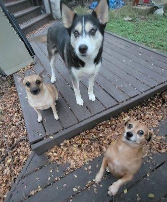 Sadie, Cami and Ellie. My motley crew.