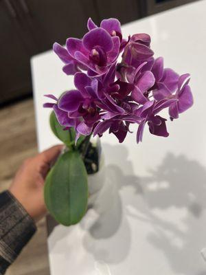 Beautiful orchids