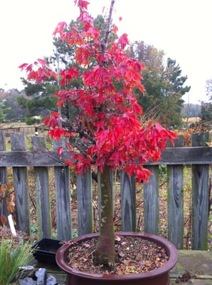 Matsu Momiji Bonsai Nursery