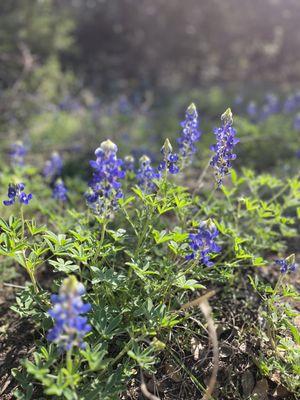 Spring has sprung in Texas!